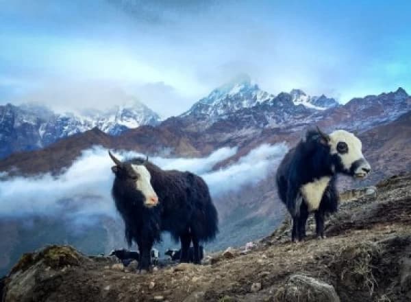 khopra-danda-trek-cost