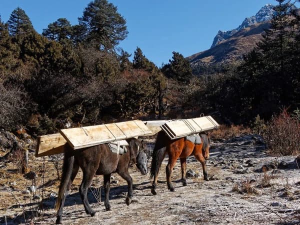 Kbc mule carrying wood