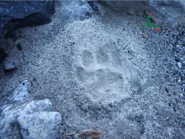 Wild animal snow leopard