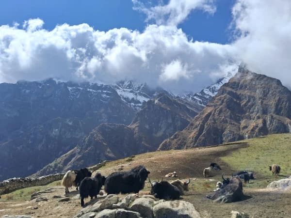 Yaks during nar phu trek